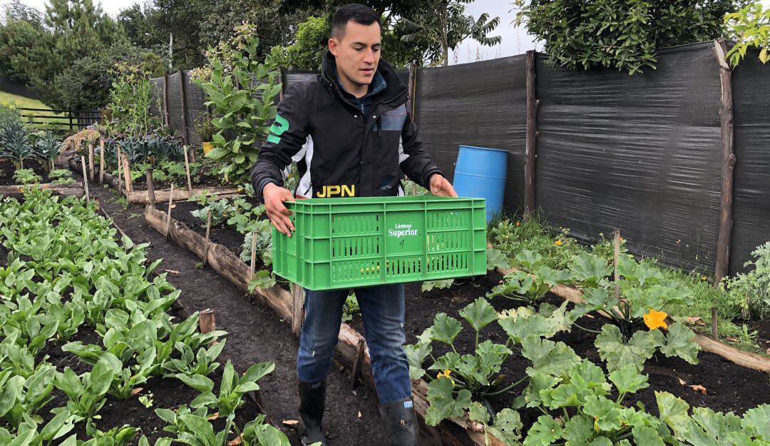 Cultivos de hortalizas en Gachancipá.