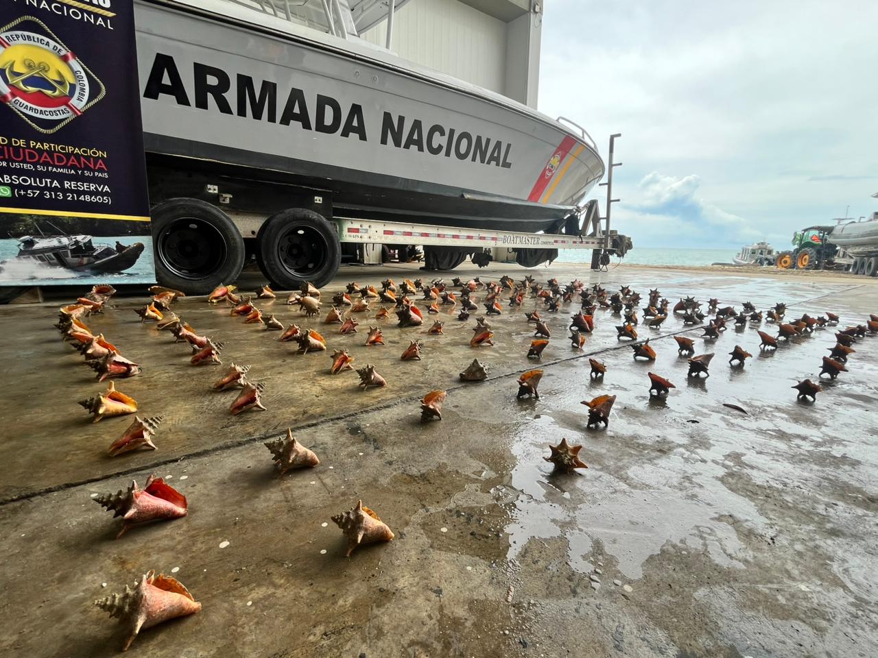 Caracoles Pala fueron llevados a su hábitat. // Armada Nacional