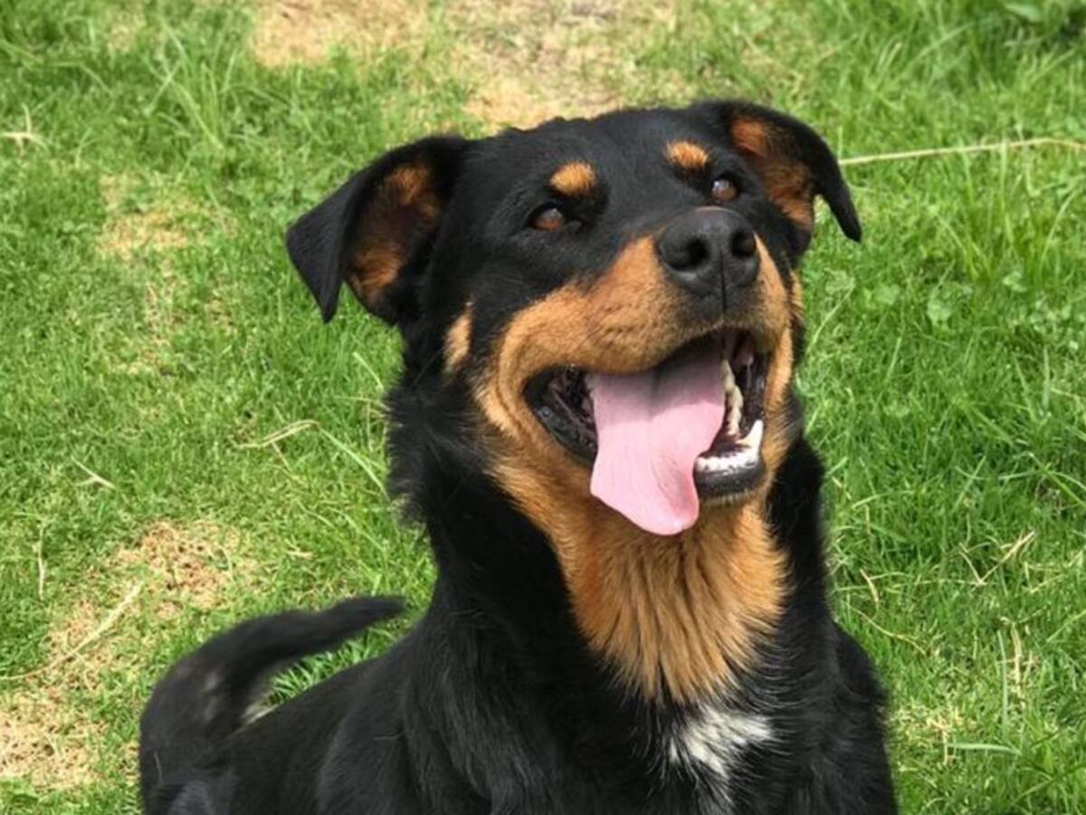 Dalila