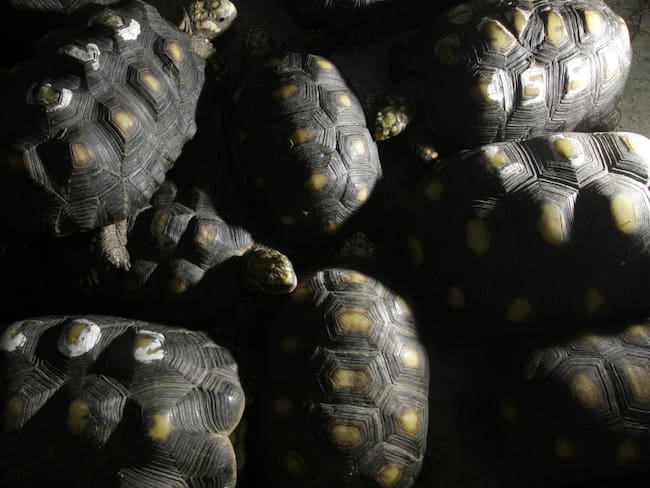 Rescatan más de 30 tortugas Morrocoy en Bogotá