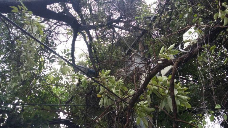 Arboles que cayeron sobre las redes de energía en el centro de Barranquilla.