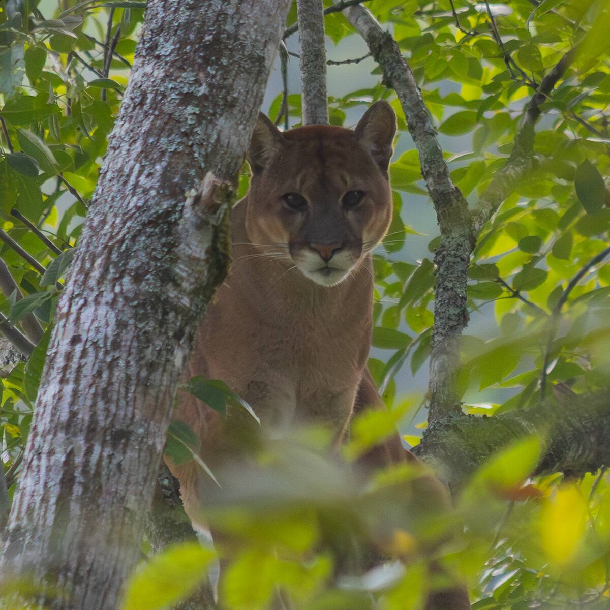 Cornare instalará cámaras trampa por denuncia de puma en zona rural de La Unión, Antioquia