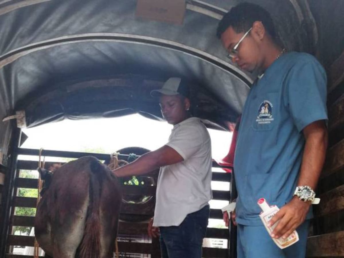 Umata rescató un asno y un caballo que eran maltratados por sus tenedores en Cartagena