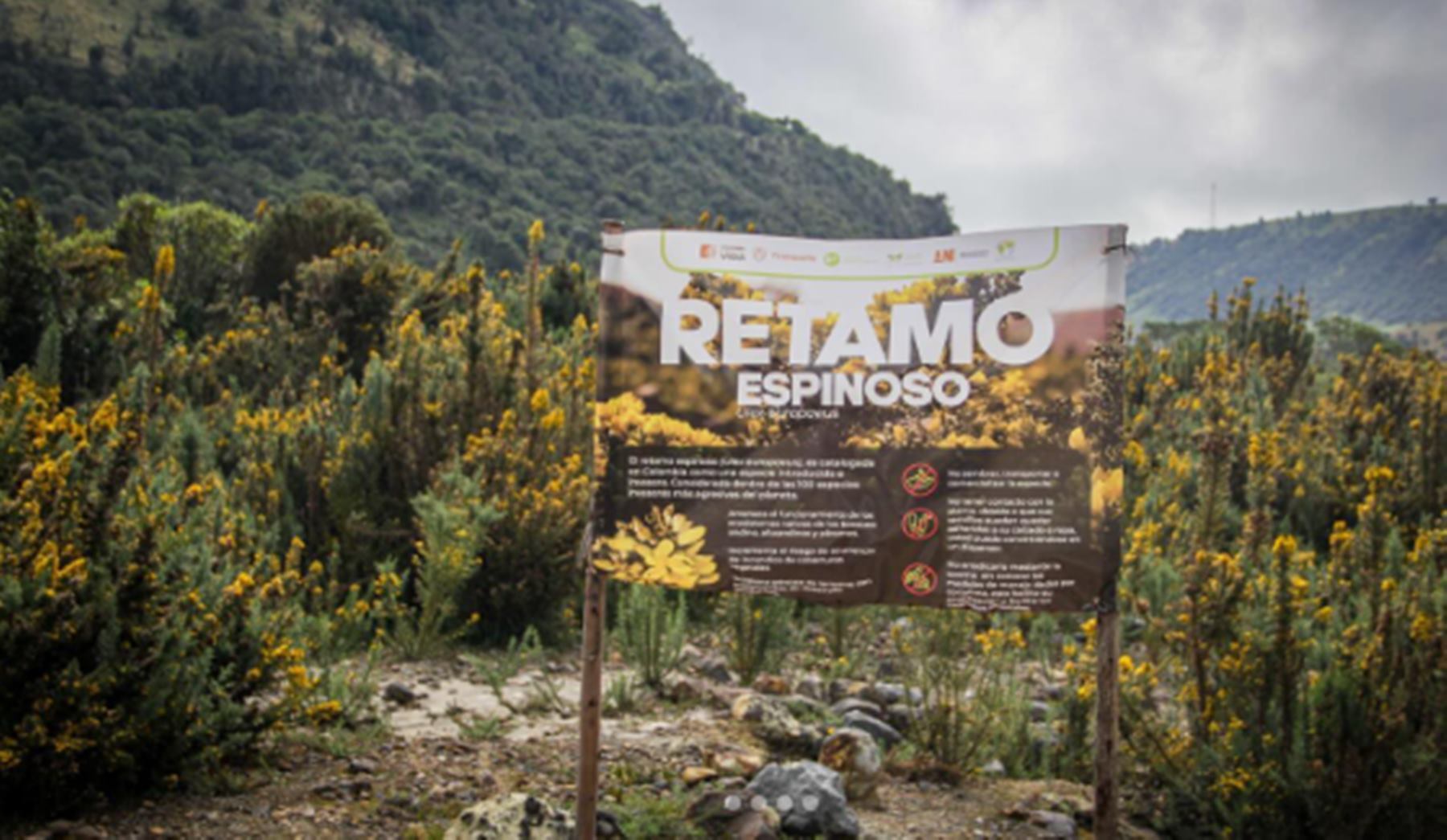 Retamo Espinoso - Foto: Cortolima