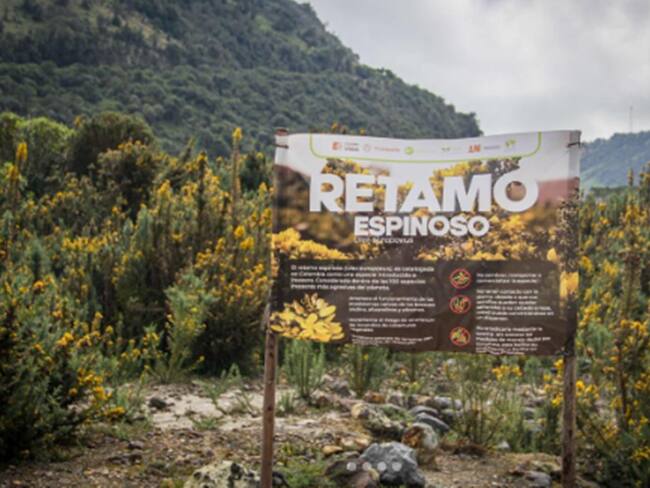 Retamo Espinoso - Foto: Cortolima