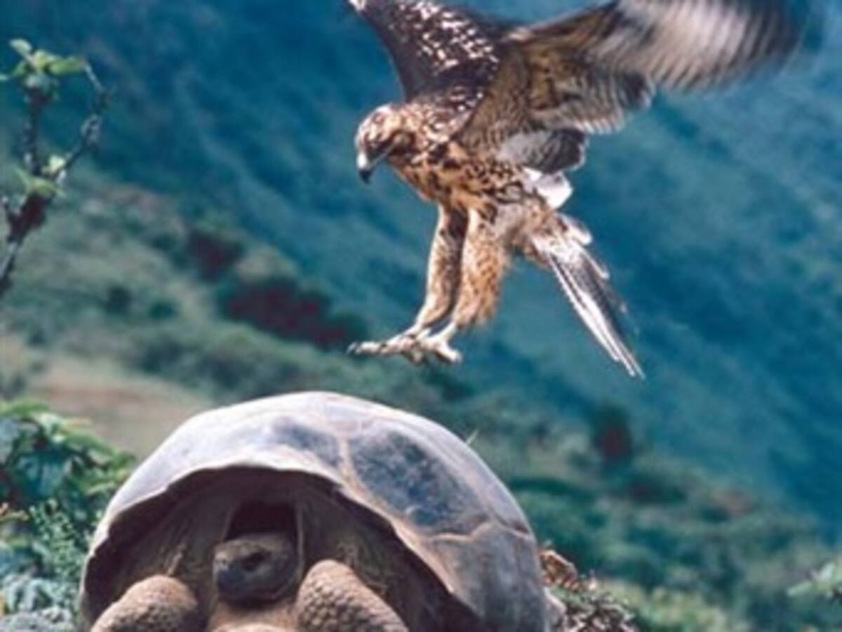 Islas Galápagos ecuatorianas contarán con un aeropuerto ecológico en 2011