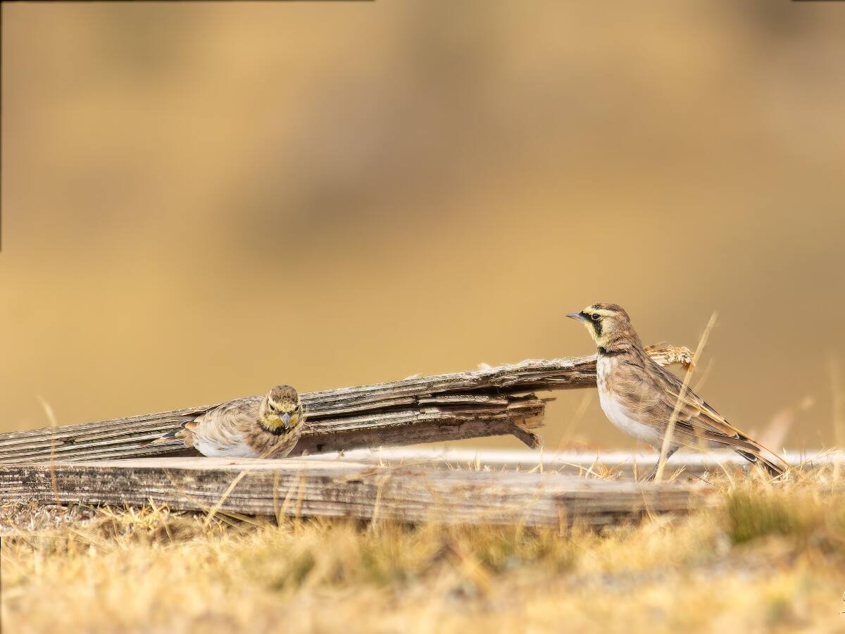 La CAR reportó avistamiento de la alondra cornuda, especie en vía de extinción
