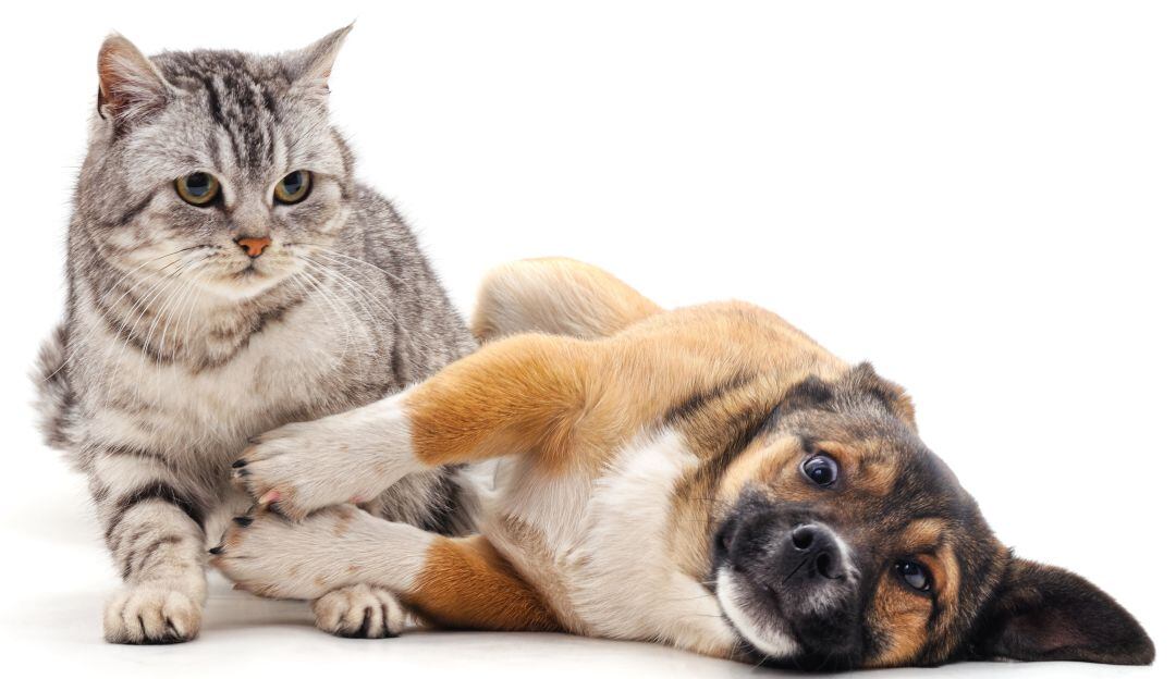 Las mascotas diagnosticadas con diabetes pueden llevar una vida saludable y plena con un tratamiento integral