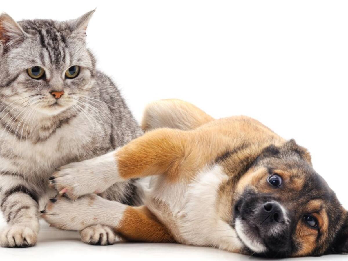 Diabetes: las señales que indican que su mascota padece esta enfermedad