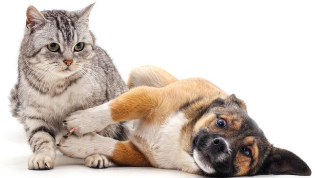 Las mascotas diagnosticadas con diabetes pueden llevar una vida saludable y plena con un tratamiento integral