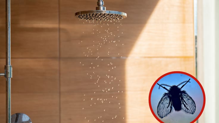 Regadera junto a una imagen de una mosca de drenaje (Foto vía Getty Images)