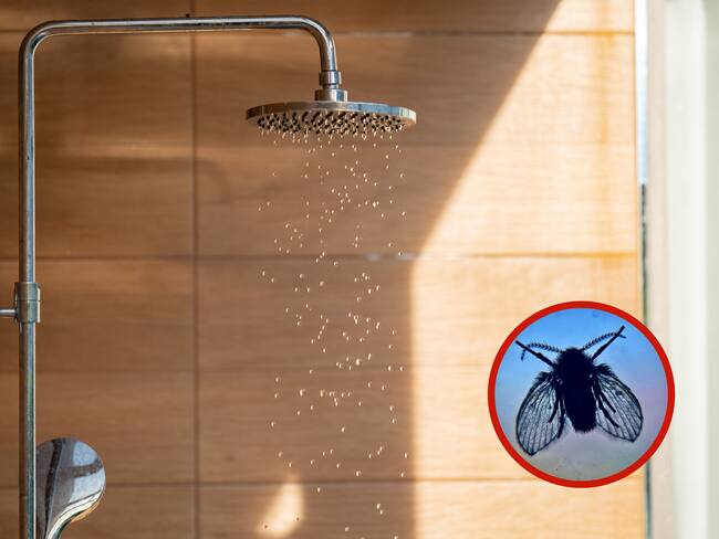 Regadera junto a una imagen de una mosca de drenaje (Foto vía Getty Images)