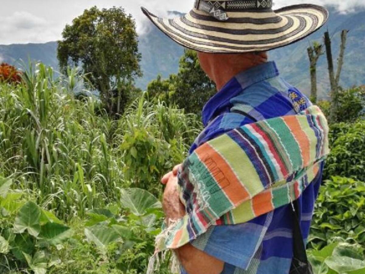 No valoraron el esfuerzo de la erradicación manual, dicen campesinos