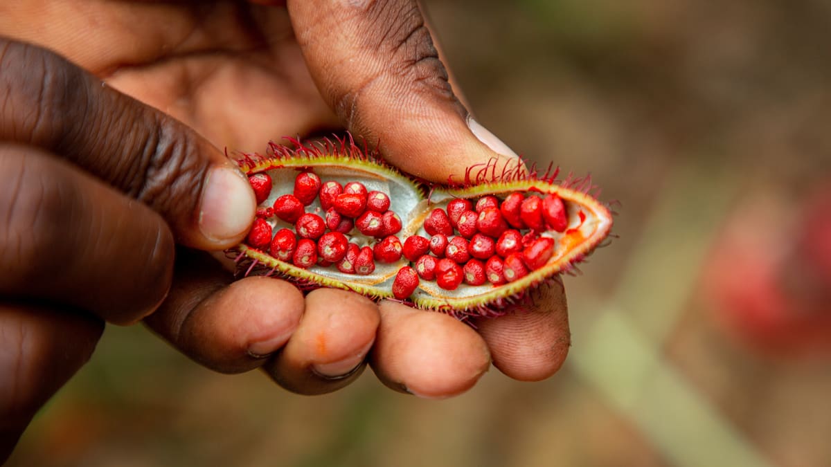 Conozca el achiote, un cultivo de gran aplicación industrial, que está creciendo en Colombia