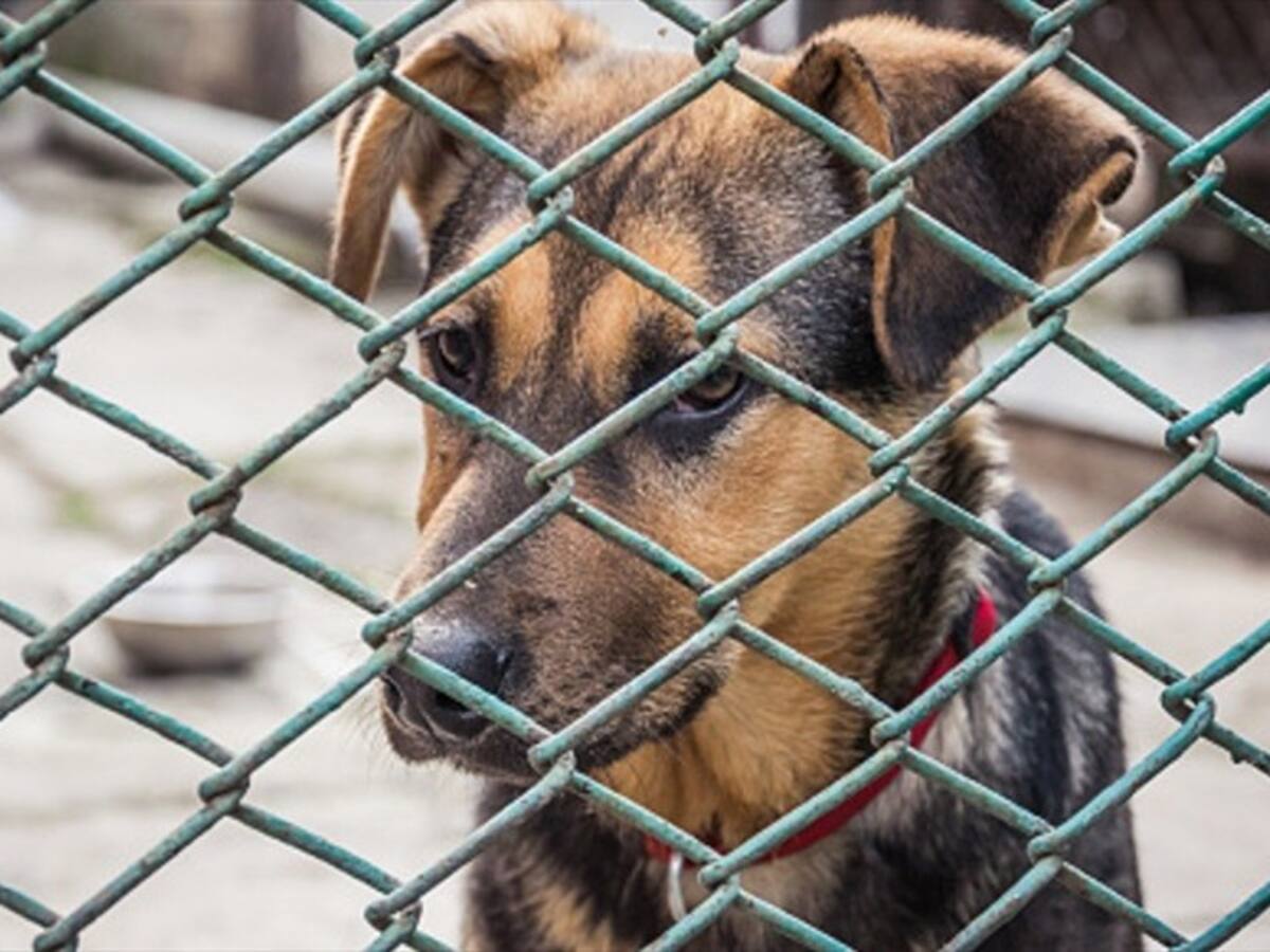 Mueren cachorros decomisados por la policía de Cali