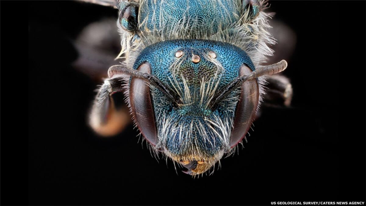 Las imágenes del Servicio Geológico de EE.UU. muestran un amplio abanico de colores que visten las abejas, además de formas y tamaños que van desde grandes abejorros hasta ejemplares tan pequeños como un grano de arroz. (Agapostemon Splendens)