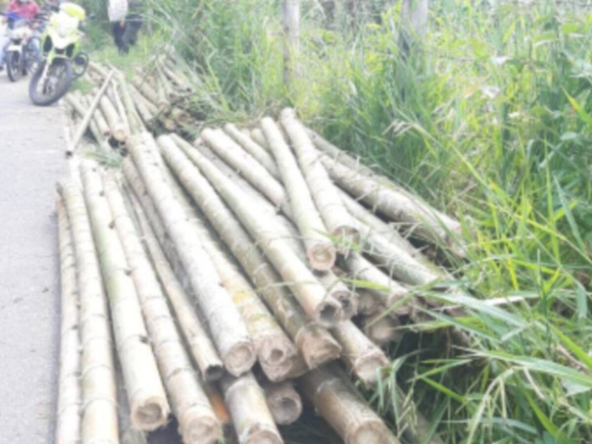 7 personas capturadas en Riosucio por tala indiscriminada de árboles