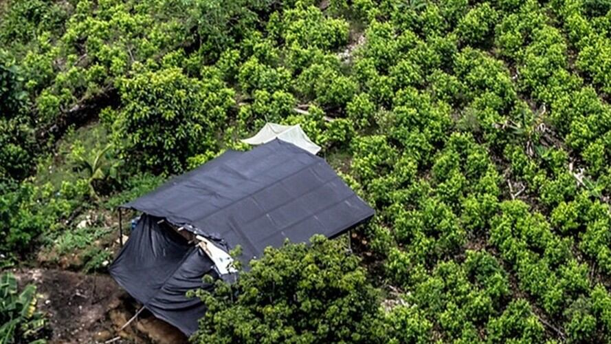 ELN, disidencias de las Farc y narcos amenazan la sustitución de cultivos. Foto: Colprensa