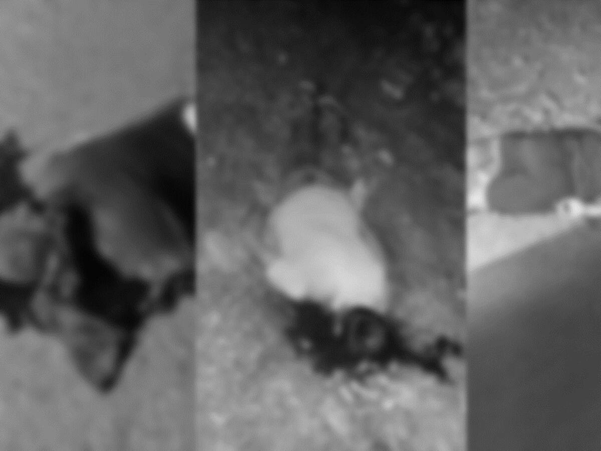 Se reporta segundo triple homicidio en el Putumayo este 2024