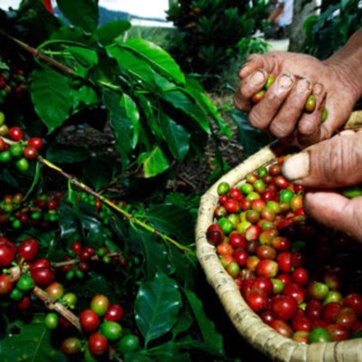 Cosecha cafetera en Huila inicia con retrasos por las lluvias