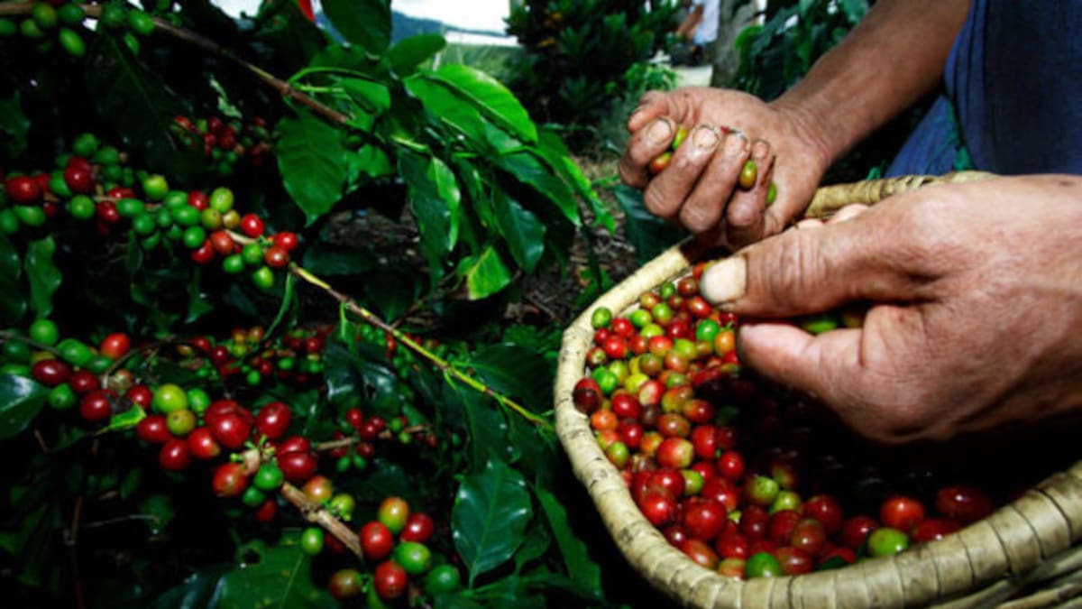 El fenómeno de ‘El niño’ genera problemas en la cosecha cafetera en Caldas