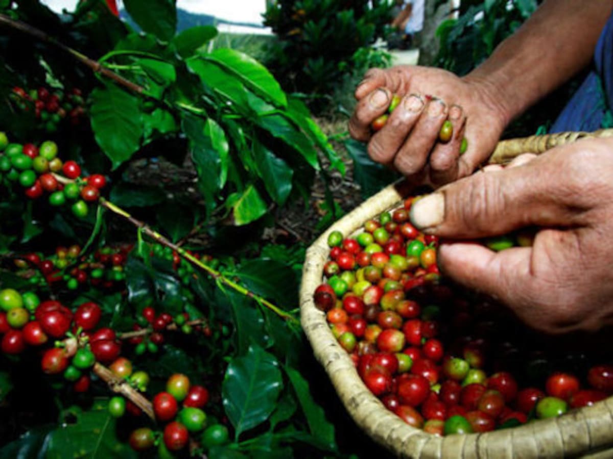 Cosecha cafetera en Huila inicia con retrasos por las lluvias
