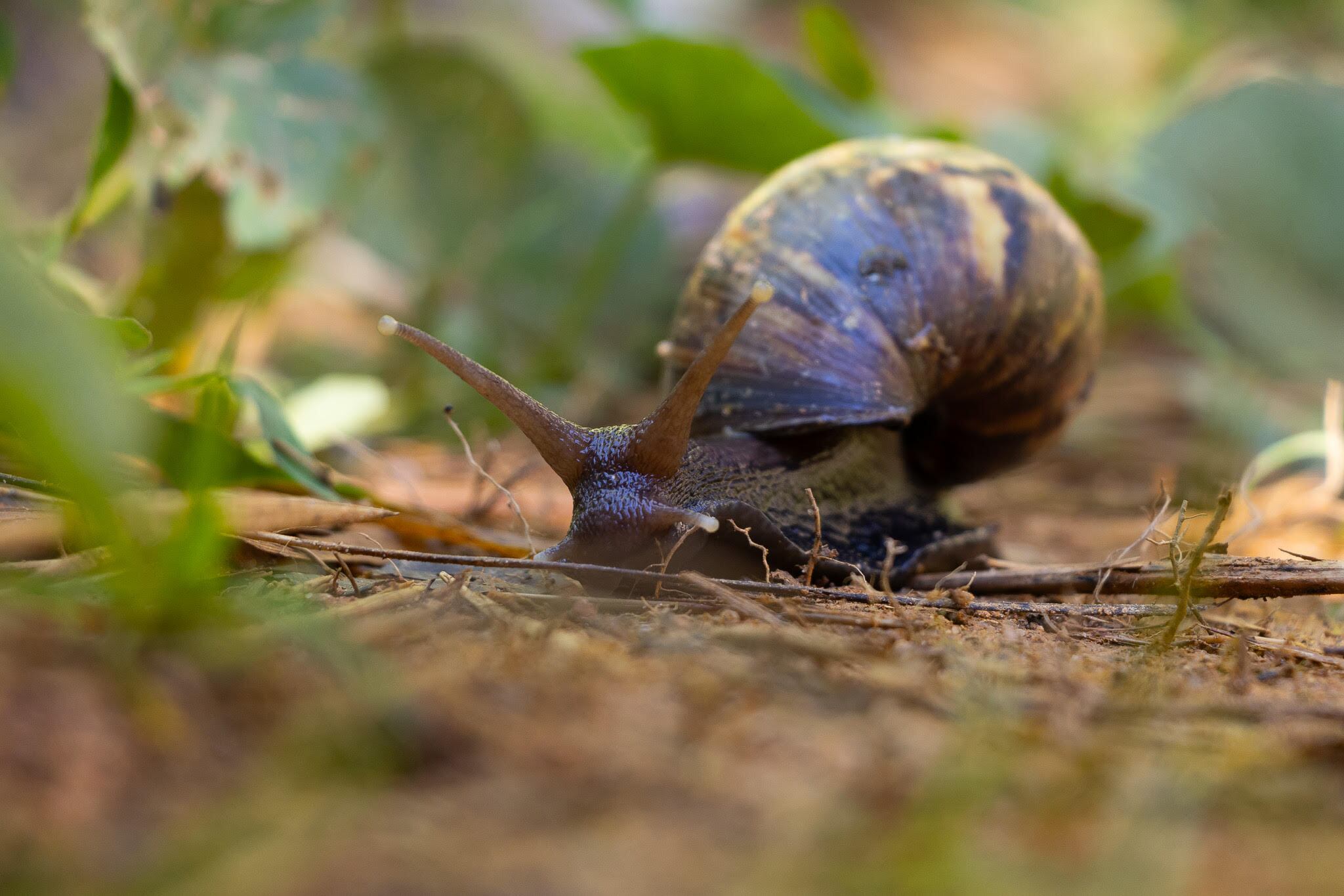 Caracol africano, especie exótica invasora. Foto: Cornare.