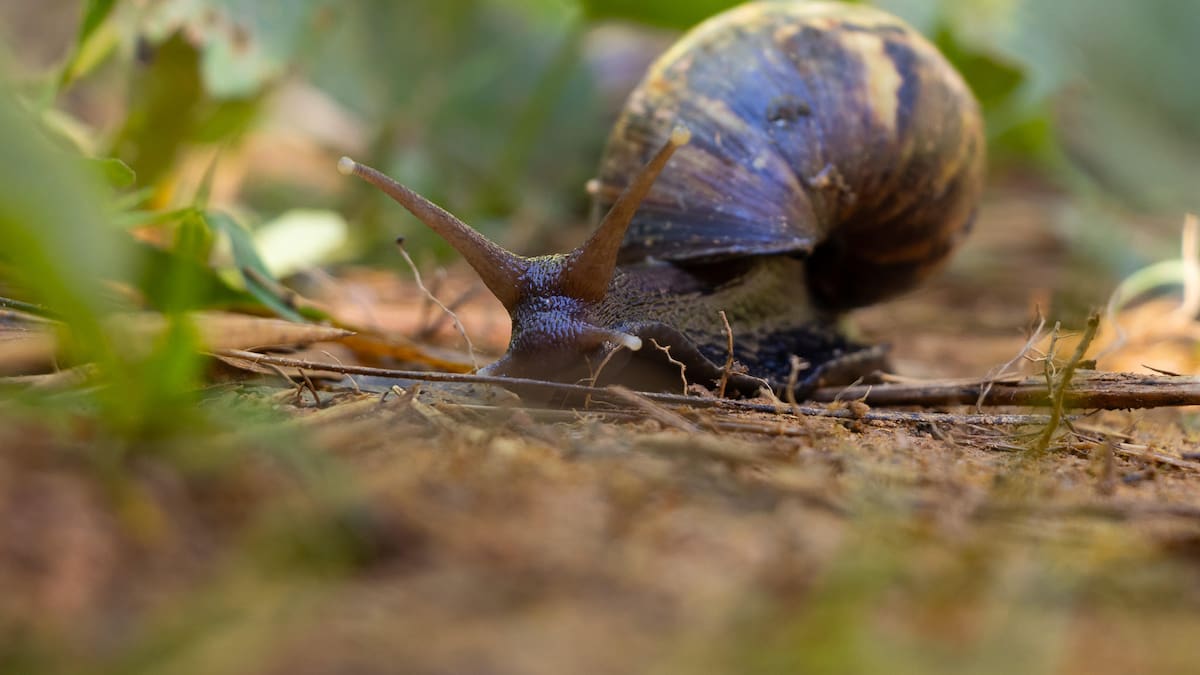 Alerta en los 14 municipios de Risaralda por presencia masiva del caracol africano