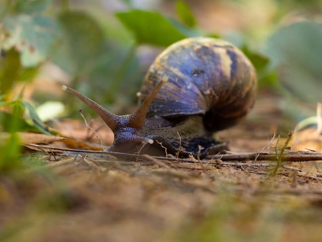 Caracol africano, especie exótica invasora. Foto: Cornare.