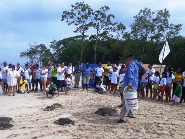 15 tortugas marinas fueron liberadas en Cartagena