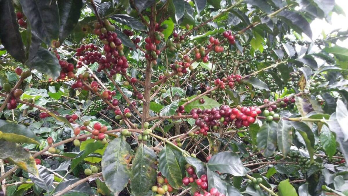 FNC gestiona soluciones ante incumplimiento en entregas de café a futuro