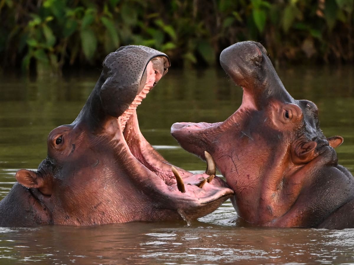 Barrancabermeja en alerta ambiental por avistamiento de hipopótamo