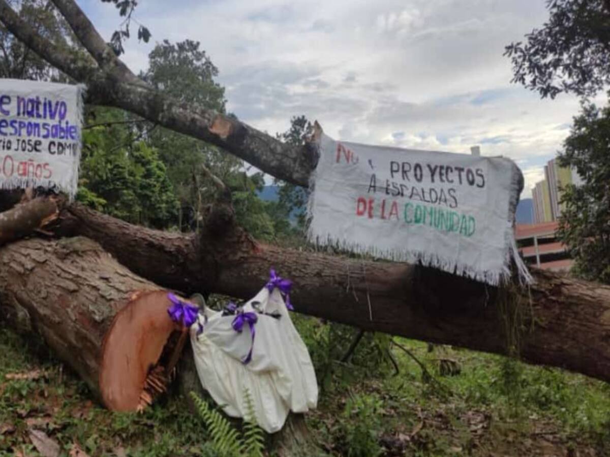 Comunidad rechaza tala de árboles en Piedecuesta