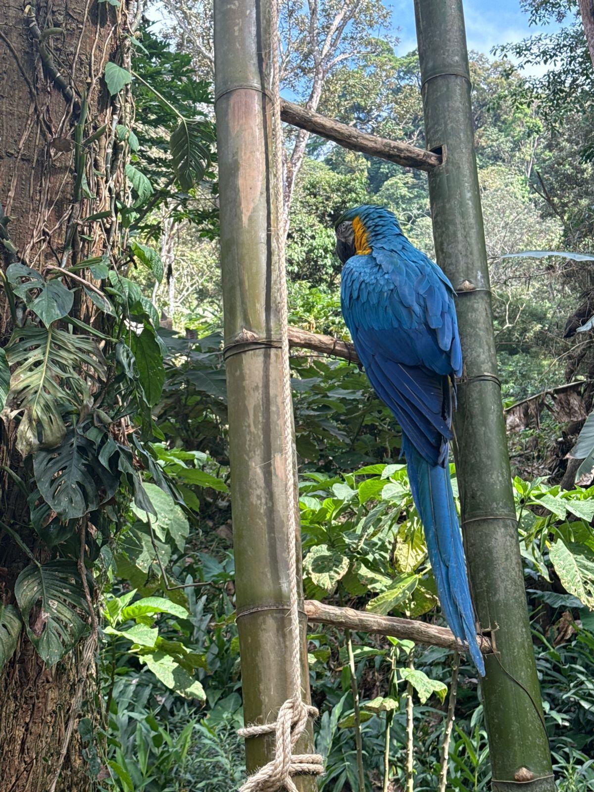 Realizan jornada de liberación de fauna silvestre en zona rural de Santa Marta/ Corpamag