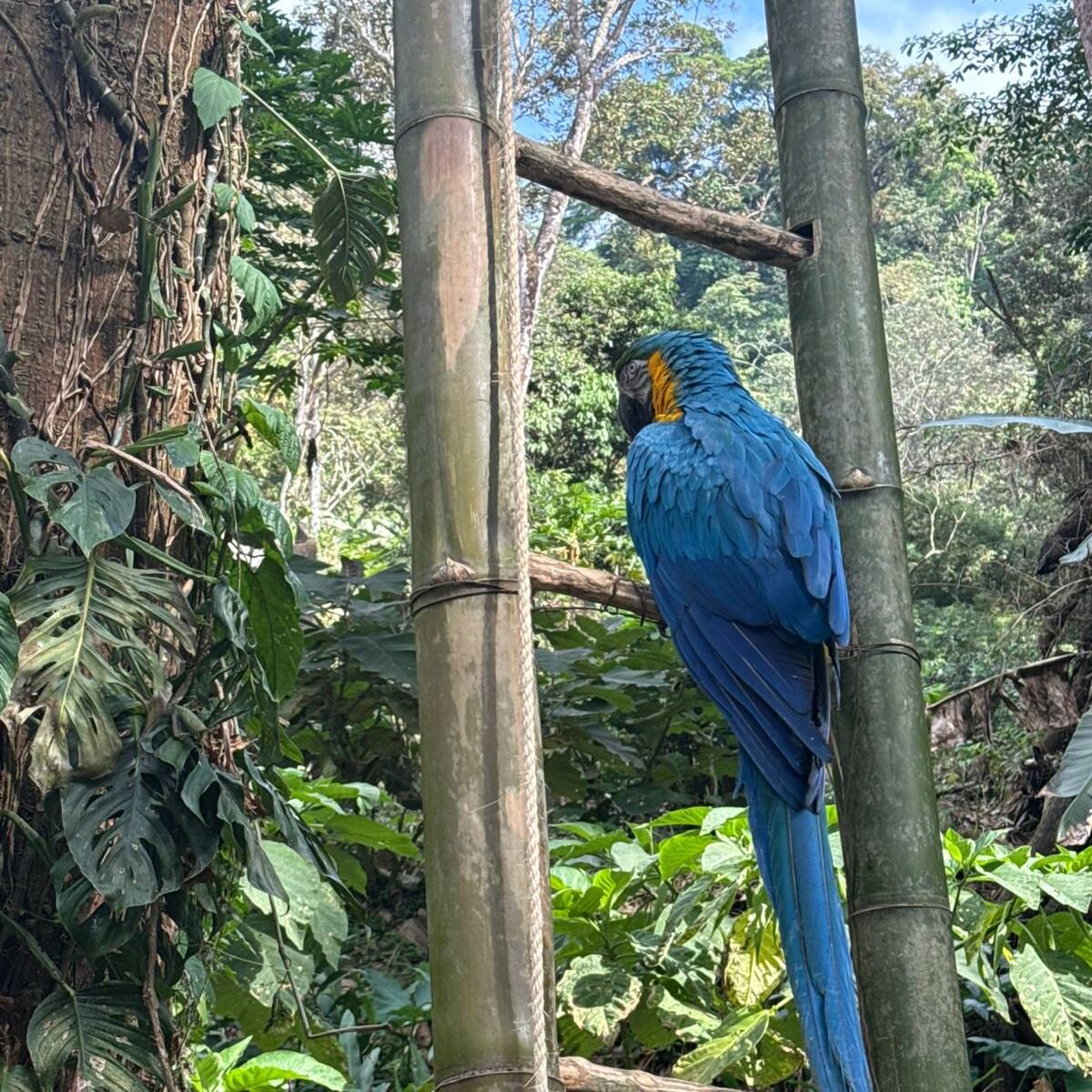 Realizan jornada de liberación de fauna silvestre en zona rural de Santa Marta