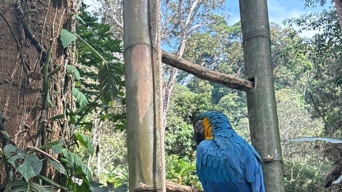 Realizan jornada de liberación de fauna silvestre en zona rural de Santa Marta
