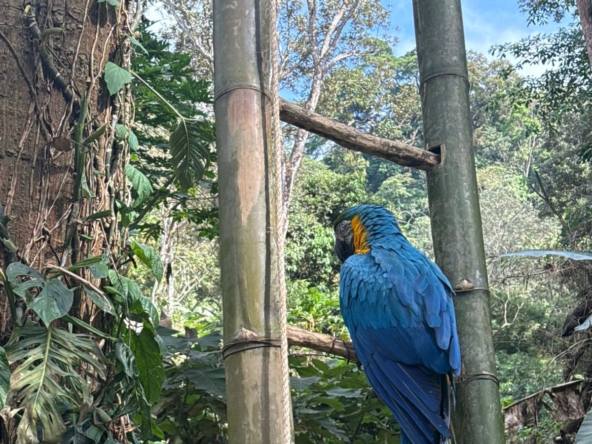 Realizan jornada de liberación de fauna silvestre en zona rural de Santa Marta