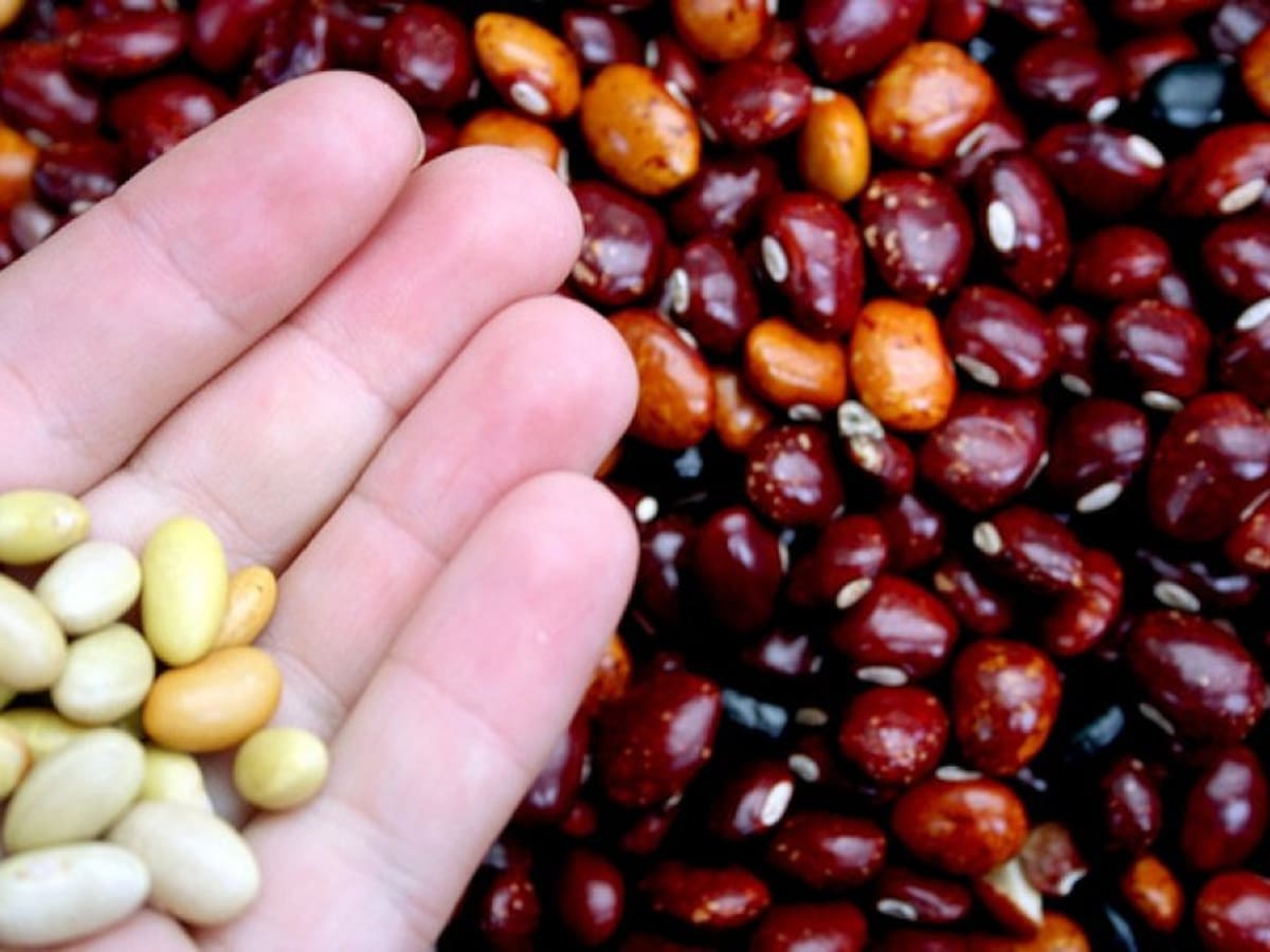 Detectan insecto que amenaza el cultivo del fríjol