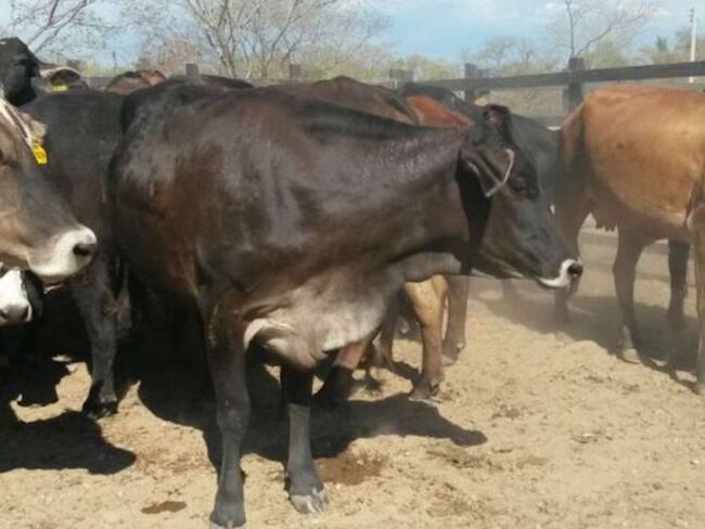 Ganaderos del Tolima afectados por crisis del COVID-19