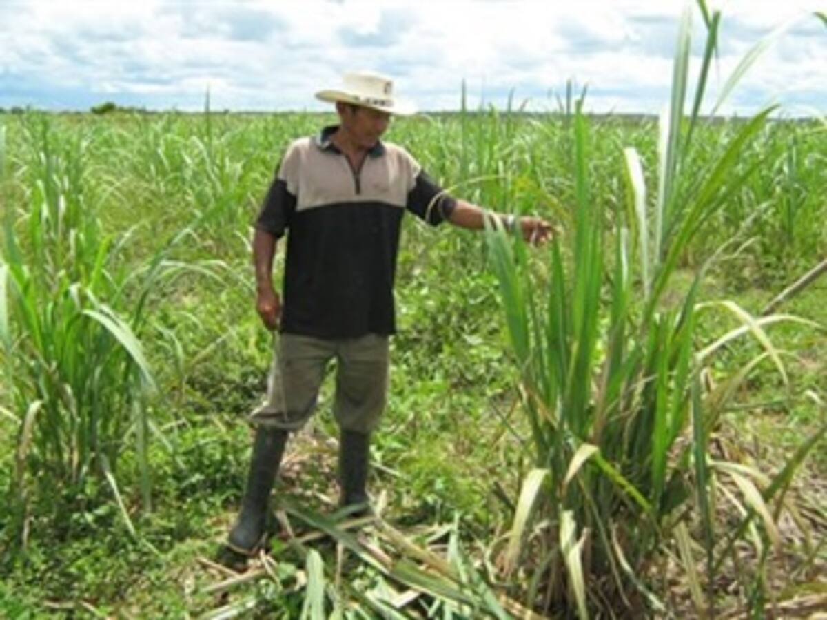 Gobierno prepara denuncia de masivo robo de tierras en sur del país
