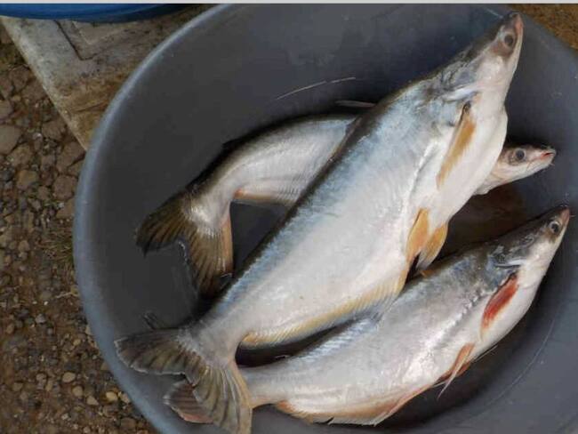 Gobierno de Antioquia alerta riesgos del consumo del pez basa