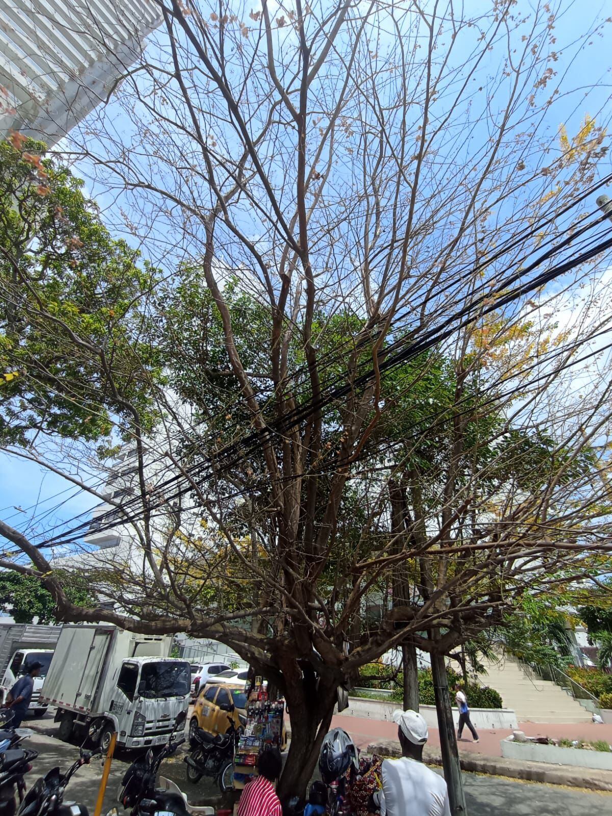 Alcaldía de Cartagena