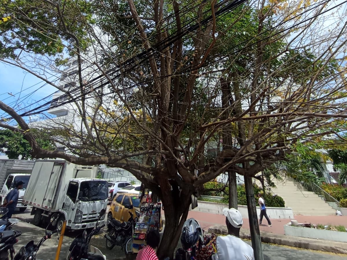 Denuncian presunto envenenamiento de árboles en sector turístico de Cartagena