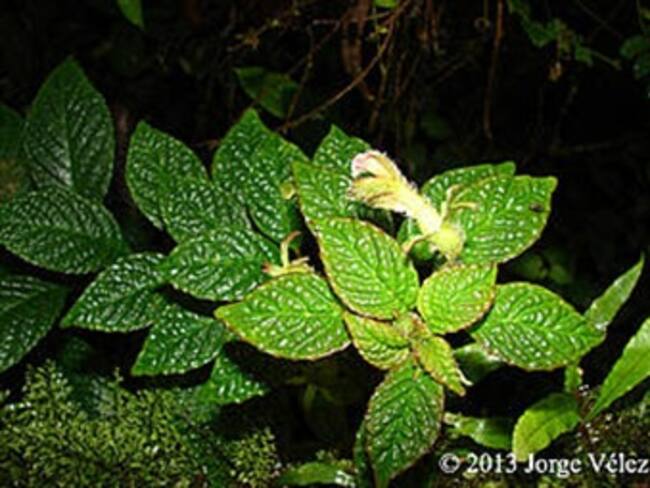 Descubren tres nuevas especies botánicas en Antioquia