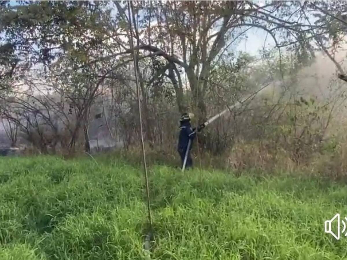 Lanzan campaña para evitar plagas en cultivos de cítricos y mango en Cundinamarca