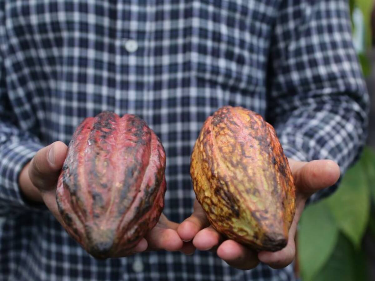 Socola:La apuesta de 50 familias para cambiar cacao en productos de belleza