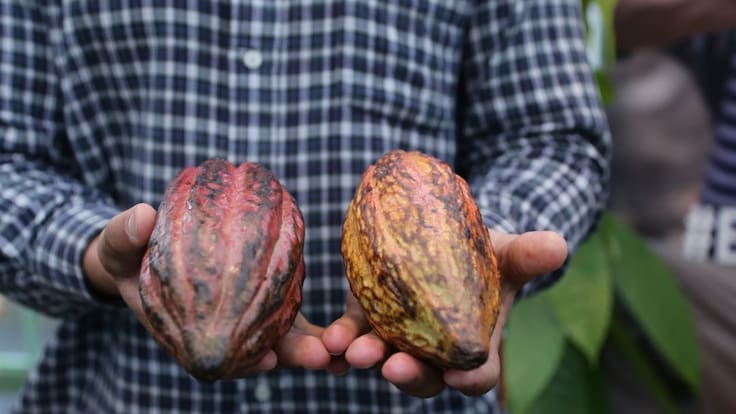 CARLOS OVALLE SOBRE SOCOLA