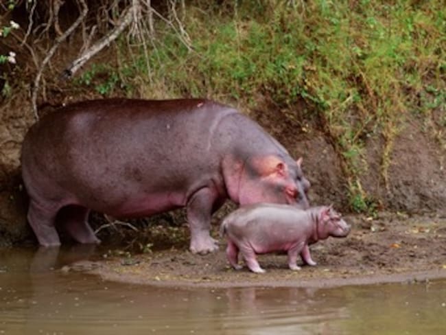 Mantienen orden de caza controlada de Hipopótamos de la Hacienda Nápoles