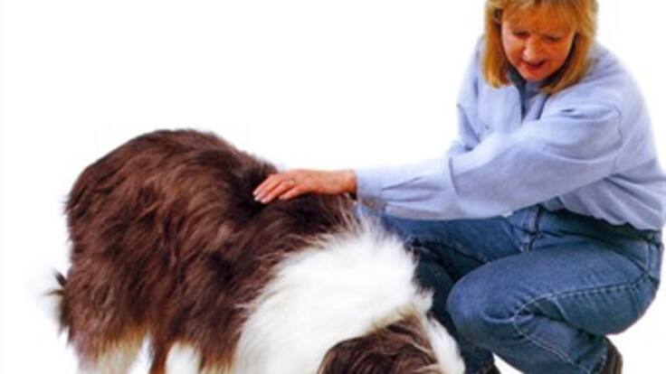 Empresa de alimento para animales, ejemplo de responsabilidad ambiental