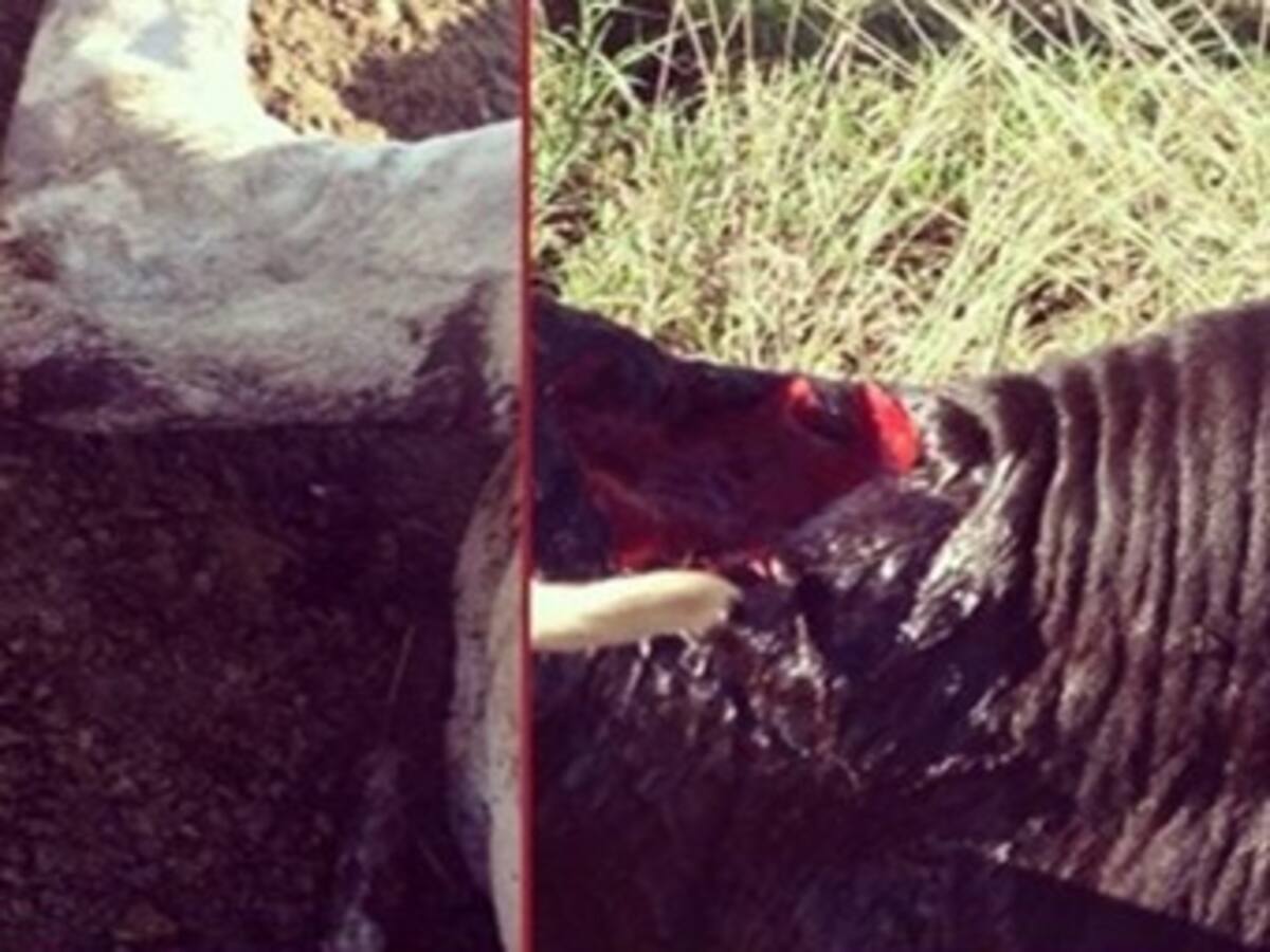 Hasta sancocho prepararon los asaltantes de la finca de Silvestre Dangond